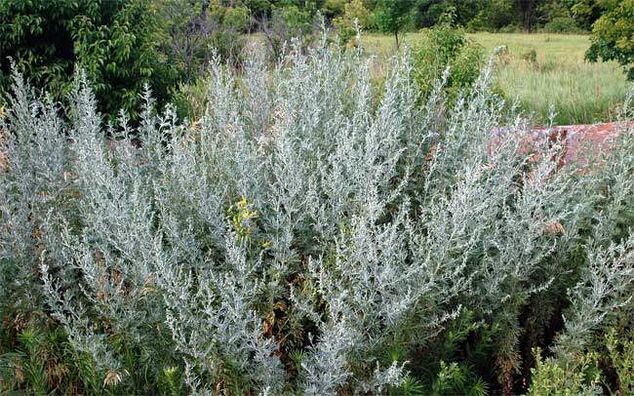 La décoction d'absinthe aide à agrandir le pénis.