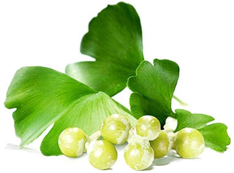 Les feuilles de Ginkgo biloba améliorent la circulation sanguine dans les tissus péniens.